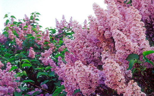 607243 (a): :1920x1200